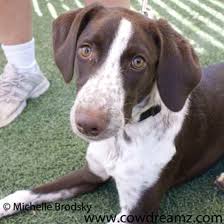 Black And White Short Hair English Springer Spaniel Lucy The Sprointer Designer Dog Photo Gallery 6483 Designer Dogs Dog Photos Dog Design