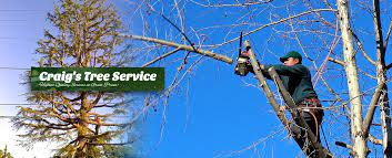 Craig S Tree Service Stump Removal Performs Tree Service In Greeneville Tn