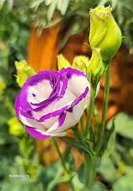 Image result for eustoma Balboa