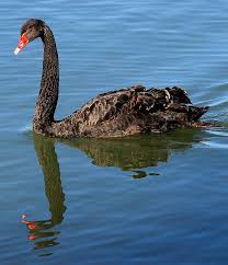Swan Lake Lake Australia Animals