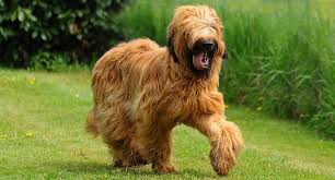 So, instead of wishing you were part of the #longhairdontcare. Briard Or Berger De Brie The Big Hairy Herding Dog