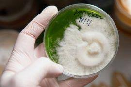 Image result for Achyropsis