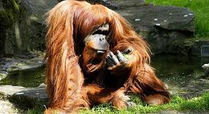 Critically Endangered Orangutan The Only Great Ape That Lives On The Asian Continent Is Found On The Malaysian Orangutan Endangered Animals Endangered Species