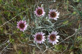 Image result for Maerua descampsii