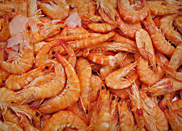 The parade, they observed, is a continuous stream of shrimp leaving and joining the crowd, depending on the amount of time they'd been out of the water, with some individuals marching distances of up to. Sea Food Rockacorp