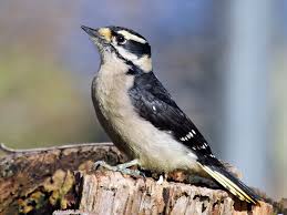 In the east this is the most familiar member of the family, readily entering towns and city parks, coming to backyard bird feeders. Downy Woodpecker Ebird