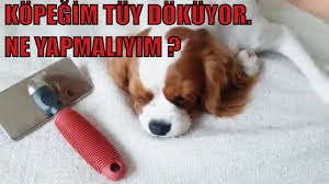 Kopegim Tuy Dokuyor Ne Yapmaliyim Cavalier King Charles Youtube