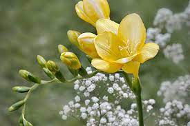 Click here to see a list of all the florist who deliver throughout the uk. Flower Names And Origins