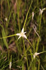 Image result for Rhynchospora eximia