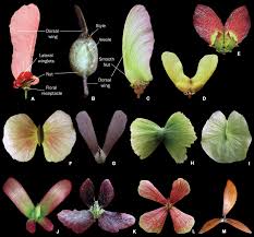 Image result for Flabellaria paniculata