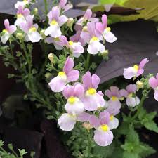 Image result for Nemesia
