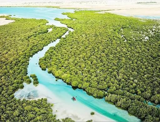 Al Thakhira Beach & Mangrove, Al Khor - Location, How to Reach, Opening &  Closing Timings