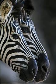 Zebras Zebras Animals Animals Beautiful