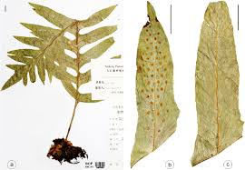 Image result for Drynaria