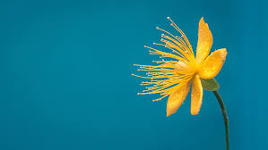 All of these flower background images and vectors have high resolution and can be used as banners, posters or wallpapers. Hd Wallpaper Flower Blue Yellow Flower Macro Desktop Background Bloom Wallpaper Flare