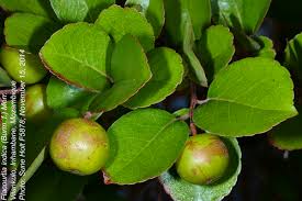 Image result for Flacourtia indica