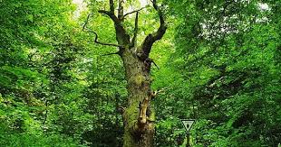 Die Dicke Marie Im Tegeler Forst Berlin Berlin Forst Life