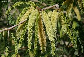 Image result for Prosopis glandulosa