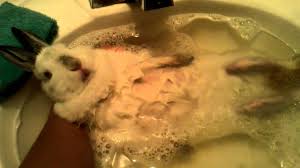 Spot baths only introduce water to the areas of the fur where it is needed. Bunny Taking A Bath Youtube