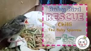 Baby Bird Rescue How To Make Baby Bird Food Youtube