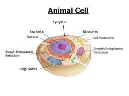 Check spelling or type a new query. Parts Of The Cell Animal Cell Cytoplasm Nucleolus