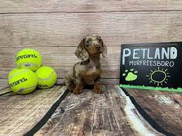 Dachshund puppies are most commonly found with smooth short coats, but they do also come in wire and long haired varieties. Lod2tikuxea1wm