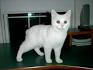 10 Quirky Facts About Manx Cats | Mental Floss