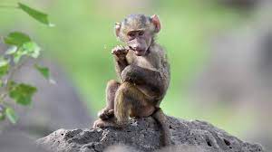 How to become a monkey. Monkey Rehabilitation In South Africa Volunteer With Monkeys Oyster Worldwide