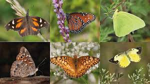 They have three body segments: Mexico Butterfly Migration Of Six Species Studied Using Iaea Data Iaea