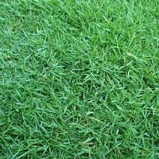 Biasanya rumput ini dijual per meter sehingga akan lebih memudahkan para pembeli. Jual Rumput Jepang Di Surabaya Bibit Rumput Jepang Di Surabaya Wa 085851472116 Rumput Surabaya Jepang