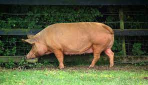 Tamworth pig, a breed of pig, also known as the sandyback; The Tamworth A Pig Of A Different Color Hobby Farms