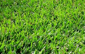 Zoysia is found mostly in and from the middle part of the u.s. Can Zoysia Overtake My Lawn The Zoysia Farm Nurseries Blog