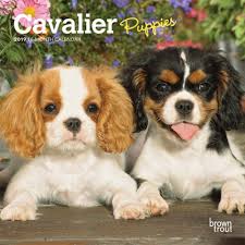 Cavalier King Charles Spaniel Puppies 2019 7 X 7 Inch Monthly Mini Wall Calendar Animals Dog Breeds Puppies Multilingual Edition Inc Browntrout Publishers 9781465099556 Amazon Com Books