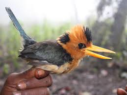 Bird With Orange Chest And Black Head Pin On Birds Coraciiformes Halcyonidae Tree Kingfishers