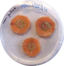 Image result for Rhizobium radiobacter, syn. Agrobacterium tumefaciens
