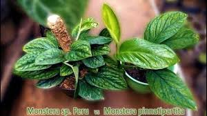 It has gloriously wrinkled shimmering leaves that are textured and firm. Monstera Sp Peru Vs Monstera Pinnatipartita Youtube