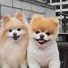 Pomeranian puppies can best be described as the teddy bears of the dog world. 1