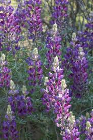 This species grows along the coast from northern to southern california and produces small pink, purple, or yellow flowers and fruits that make it valuable for local wildlife such as birds, bees, and butterflies. Lupinus Albifrons Wikipedia