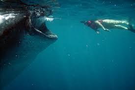 Diving Insider S Travel Guide To The Caribbean And Bahamas