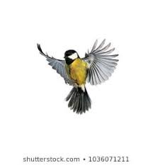 White Bird With Wings Spread Couple Little Birds Chickadees Flying Toward Stock Photo Edit Now 1050438245 In 2020 Portrait Stock Photos Little Bird