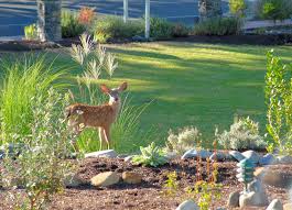 As an example, to keep the deer from eating your hostas, surround them with a border of ferns (which most deer don't like). Reclaim Your Garden How To Protect Your Plants From Deer Oregonlive Com