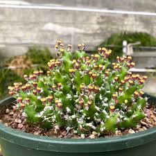 Image result for Euphorbia ramulosa