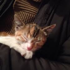 Kedi Malzemeleri