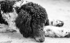 Meanwhile, the toy parti poodle is smaller than 10 inches and can be as light as 5 pounds. Parti Poodle Complete Parti Teddy Poodle Guide My Dogs Info