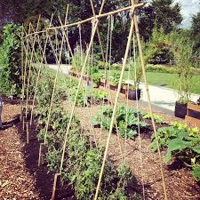 Place the stake about 5 inches away from the tomato plant so that you do not cause root damage. Pin On Garden Beds