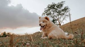 Ideas For Name 99 Cute Brown Dog Names Female Male Brown Puppy Names Https Www Ideasforname Com White And Brown Dog Names Are You Looking For The Cute Brown Dog Names Female And Male For White And