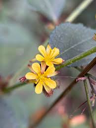 Image result for Triumfetta digitata