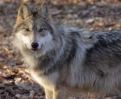 Nina Last Female Mexican Wolf Captured In The Wild Endangered Species Center Photo Mexican Wolf Wolf World Animal Spirit Guides