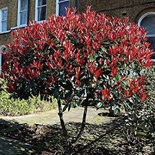 Image Result For Photinia Red Robin Red Tip Photinia Red Robin Hedge Photinia Red Robin