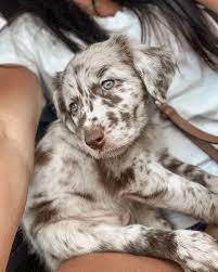 210 Cuties Ideas In 2021 Animals Beautiful Horse Love Beautiful Horses